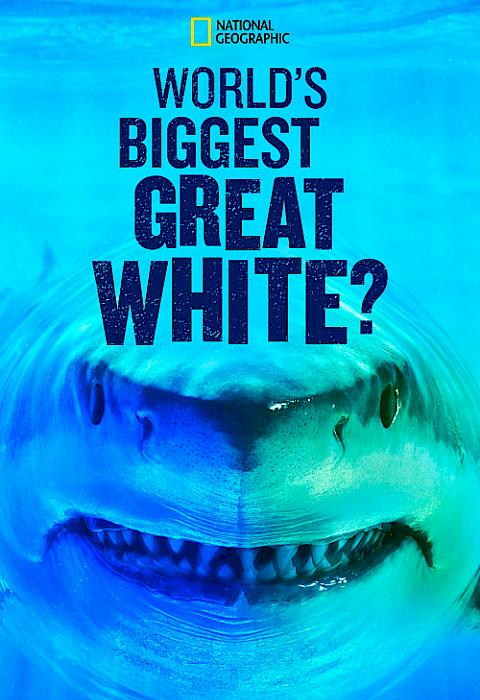 World's Biggest Great White Shark