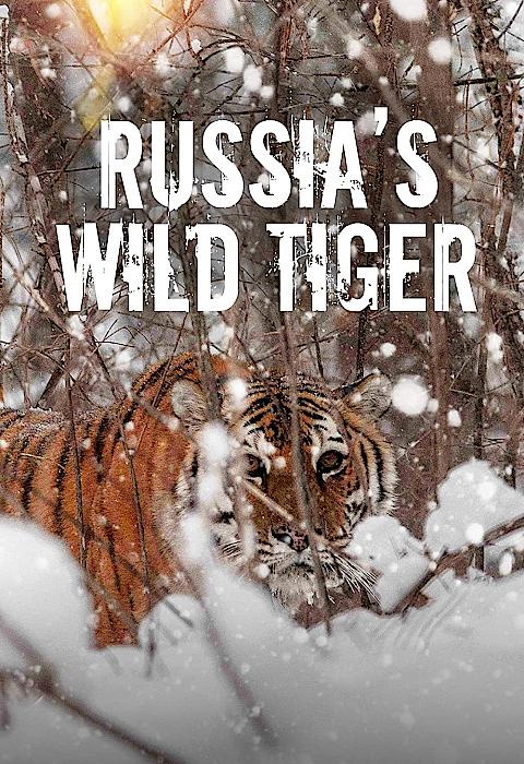 Big Cat Week Russia's Wild Tiger